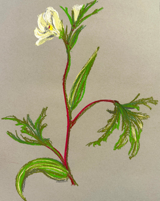 Okra Flower (framed)